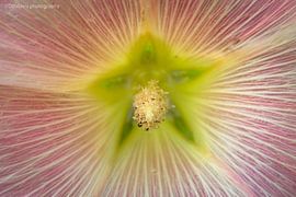 Makroaufnahme des Stempels einer Blume von Double u photography