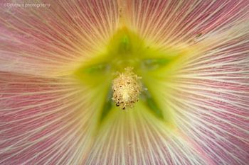 Makroaufnahme des Stempels einer Blume