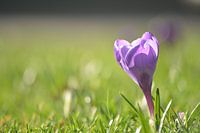 De lente op komst met bloeiende krokus