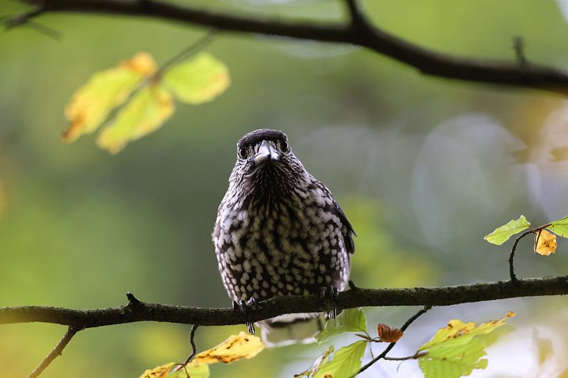 Spotted Nutcracker, Eurasian nutcracker (Nucifraga caryocatactes) Black Forest, Germany von Frank Fichtmüller