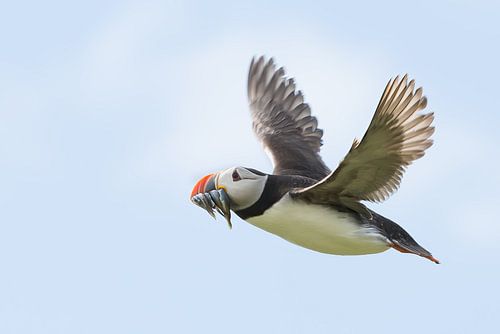 Mutti hat Fische gefangen!
