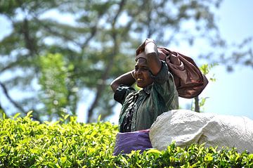 Thee plukster aan het werk in Sri Lanka van Frans van Huizen