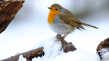 Rotkehlchen im Schnee