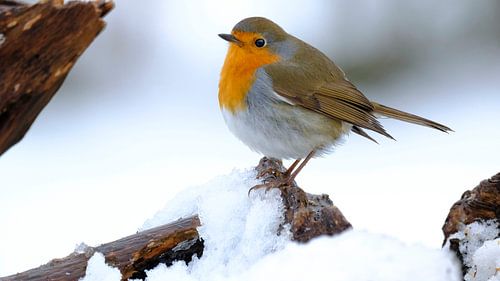 Roodborstje in de sneeuw van Sabrina de Vries