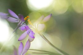 double pourpre sur Gonnie van de Schans