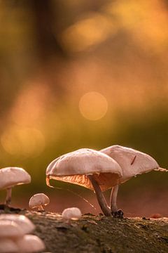 Mushrooms in fall sur Nynke Nicolai