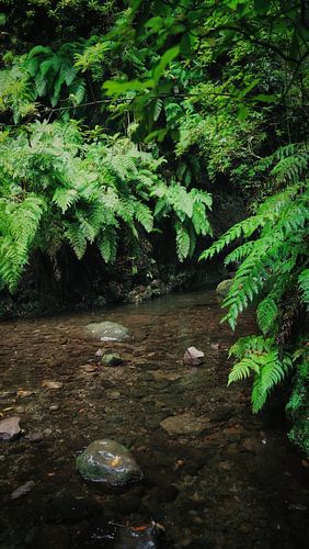 Jungle verte à Madère sur Chris Snoek