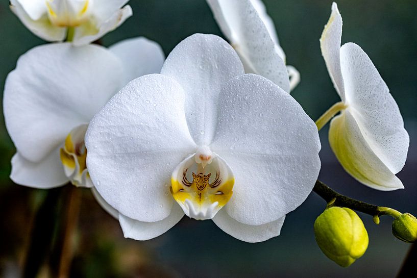Fast perfekte Blüte von Harald Schottner