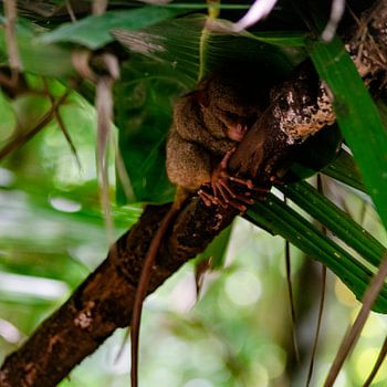 Philippinischer Tarsier (3)