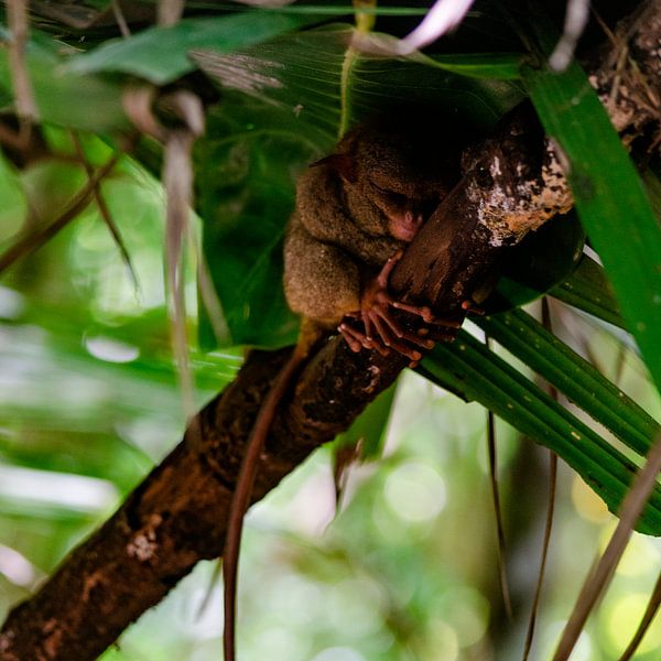 Philippinischer Tarsier (3) von Donna Stam