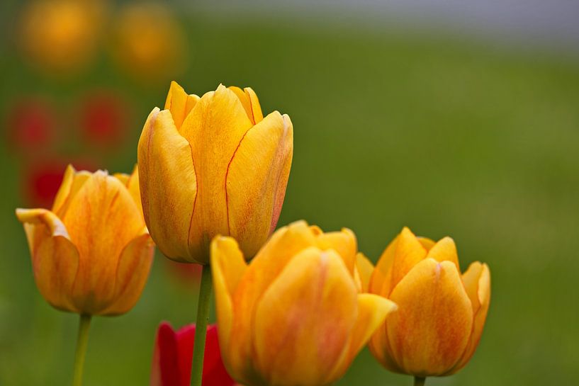 Tulipes par Christian Harms