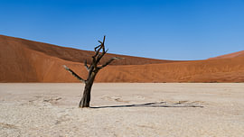 deadvlei