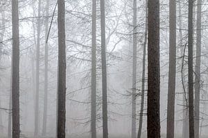 Mistige silhouetten in het bos sur Dennis van de Water