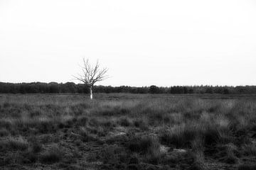 Solitary Tree by Maikel Brands