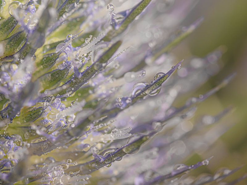 A piece of thistle with droplets by Marjolijn van den Berg