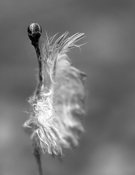Dans le souffle du vent par Nicole Schmidt