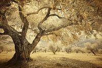 Olive tree under Provence sky