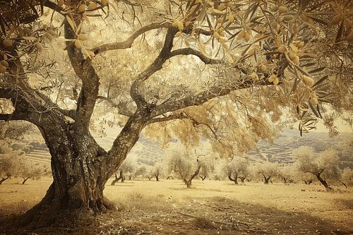 Olijfboom onder Provençaalse hemel