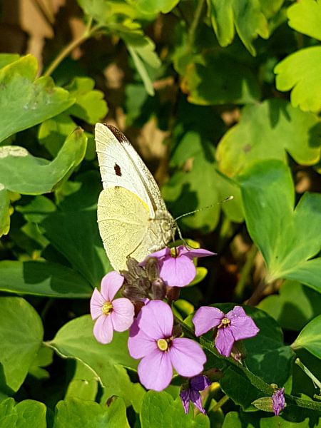 Butterfly by Joelle van Buren