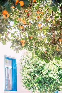 Orangenbaum in Griechenland von Patrycja Polechonska