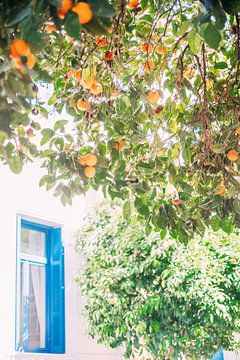 Sinaasappelboom in Griekenland van Patrycja Polechonska