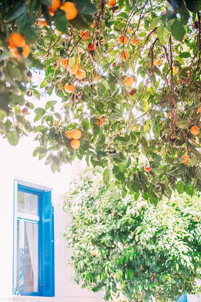 Orange tree in Greece by Patrycja Polechonska