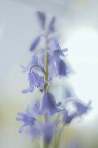 Farbe Lila