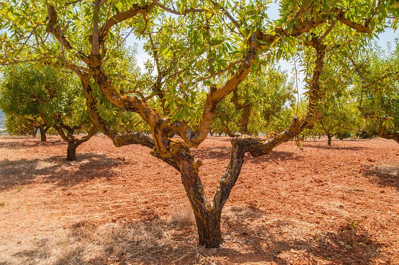 Boomgaard by Lieke Roodbol