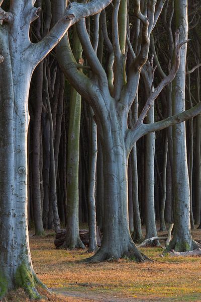 Baumstämme im Gespensterwald von Sven-Erik Arndt