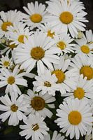 Margriet