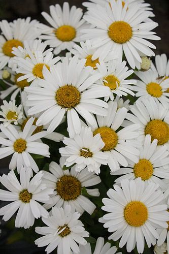 Margriet