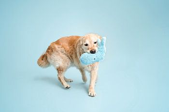 Spielender Golden Retriever Hund im Studio mit blauer Hintergrundfarbe / mit blauem Kuscheltier