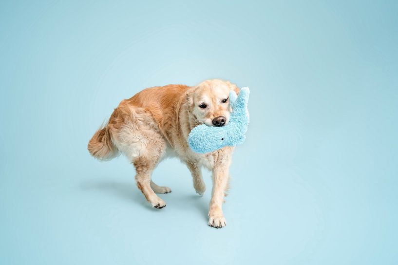 Playing golden retriever dog in the studio with blue as background colour / with blue cuddly toy by Elisabeth Vandepapeliere