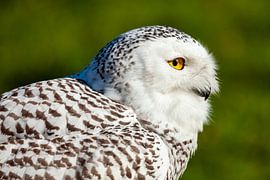 A white snowy owl