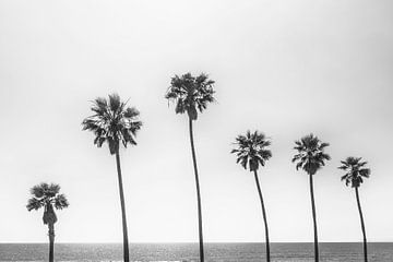 Palm trees by the sea in monochrome by Melanie Viola