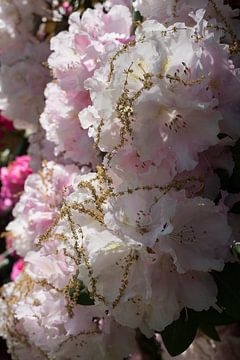 Lichtroze bloemen van de rododendron 1 van Heidemuellerin
