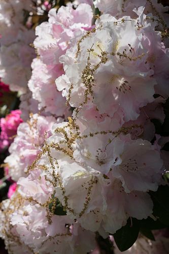 Pale pink flowers of rhododendron 1