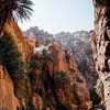 Palmiers dans le parc national de Dana pendant le sentier ghuweir, Jordanie sur Marion Stoffels