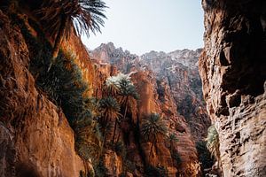 Palmbomen in Dana Nationaal Park tijdens ghuweir trail, Jordanië van Marion Stoffels