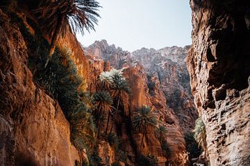 Palm trees in Dana National Park during ghuweir trail, Jordan by Marion Stoffels