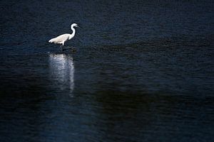 L'aigrette garzette sur Danny Slijfer Natuurfotografie