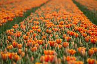 Tulpen! von Evelien Heuts-Flachs Miniaturansicht