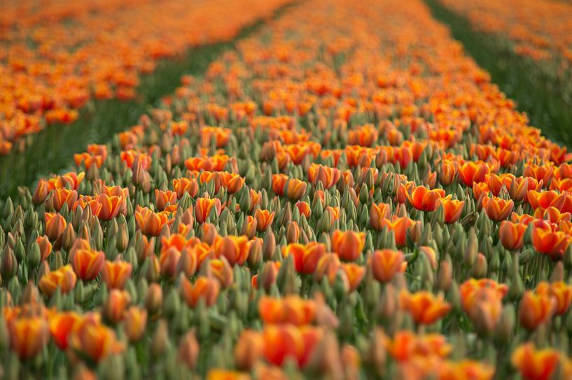 Tulpen! von Evelien Heuts-Flachs