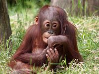 Orang Oetan baby