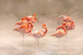 Flamingo. Oranje schoonheden.