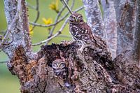 Little owls in a hollow tree