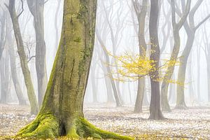 Winterfarben