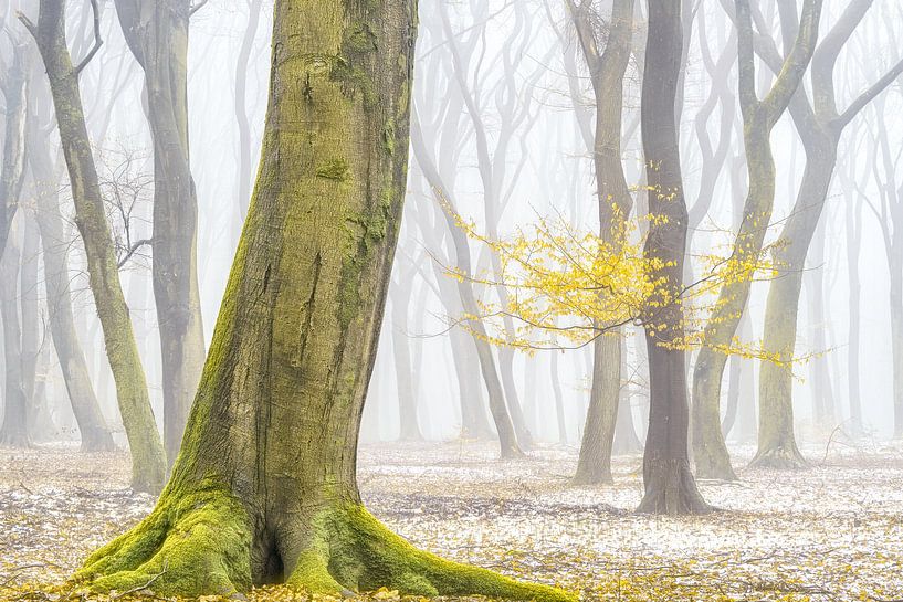 Winterkleuren by Lars van de Goor