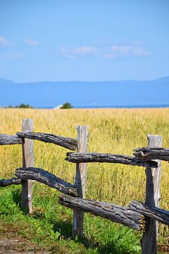 Een tarweveld in de zomer