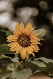 Sonnenblume von Tessa in Focus